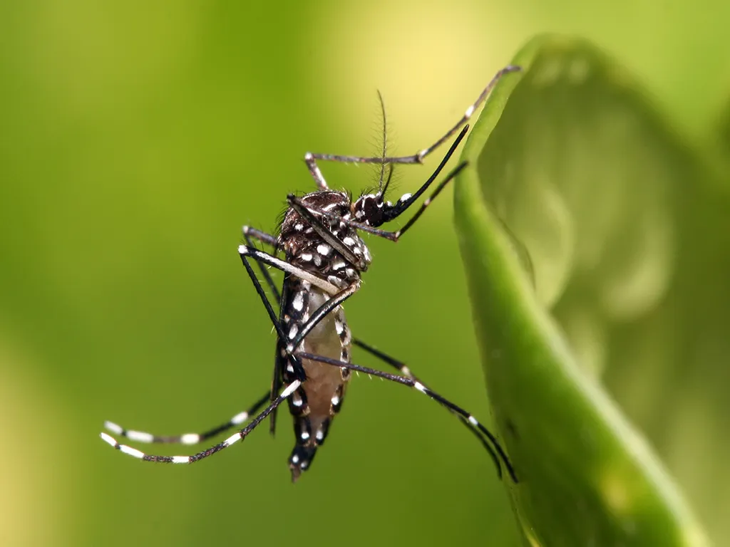 Dedetização de Mosquitos em Alphaville